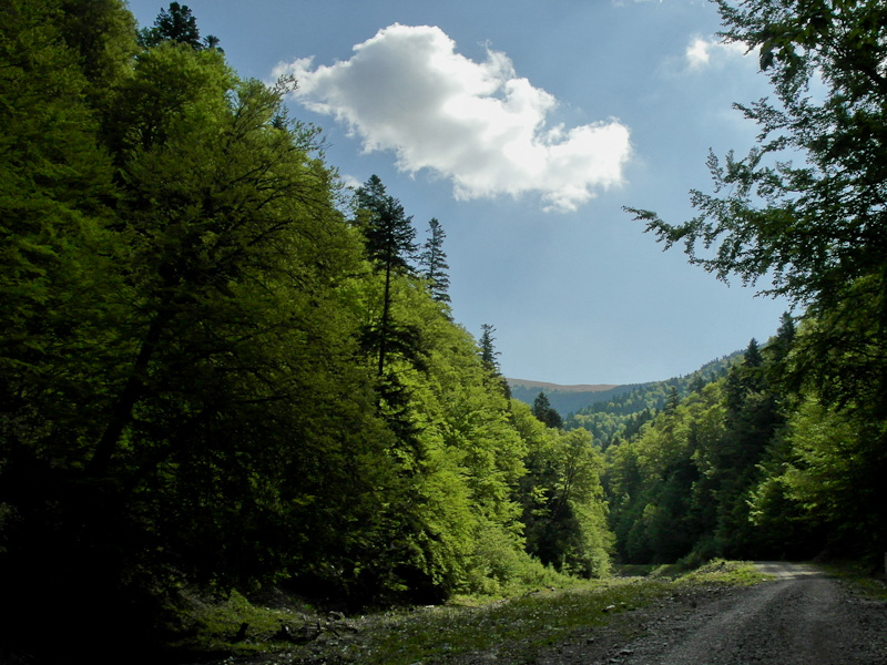 valea_rea_mai2012